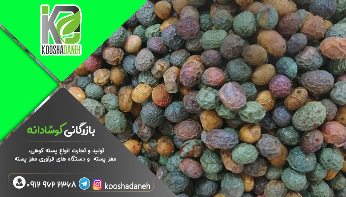 پخش مستقیم پسته کوهی ارزان